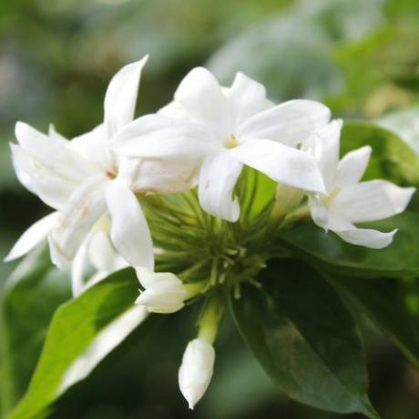 Oasis de jardín, trachelospermum jasminoides blanco que florece en el jardín, primer plano