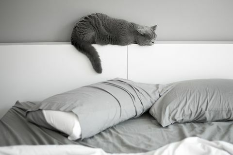 Gato de pelo corto británico durmiendo la siesta en la cabecera de la cama