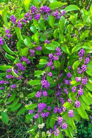 yokohama 9 de septiembre de 2019 小 紫 ／ コ ム ラ サ キ ／ 紫珠 callicarpa dichotoma