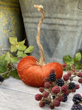 Calabaza de terciopelo