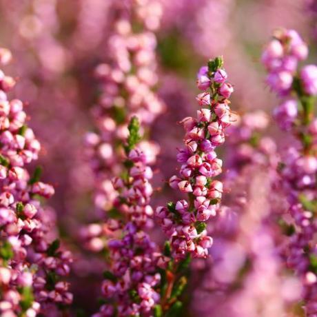 Heather púrpura, rosa en Ullapool, Escocia, tomada en un día soleado de otoño