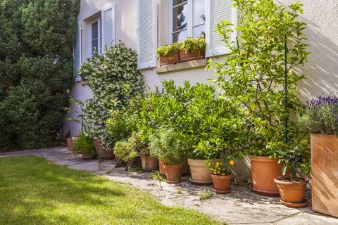 Plantas en macetas en frente de la casa