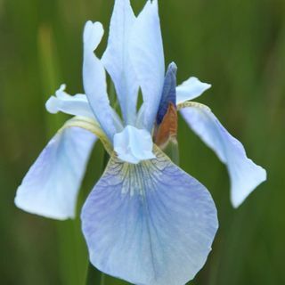 Iris 'Azul de Perry'