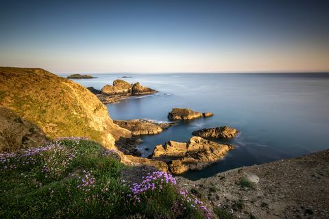 Flores silvestres en los acantilados de la ruta de la costa de Pembrokeshire en Nine Wells cerca de St Davids, Gales