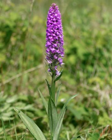 Southern marsh orquídea dactylorhiza praetermissa planta en flor