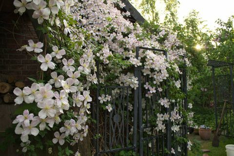 Clematis flores - plantas trepadoras - en jardín