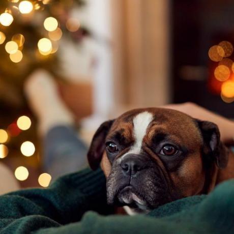 mujer, abrazar, bulldog francés, en, navidad