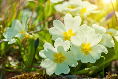 prímulas en marzo a la luz del sol