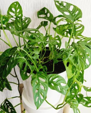 plantas rastreras monstera adansonii