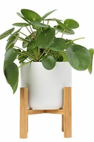 Pilea Peperomioides en maceta