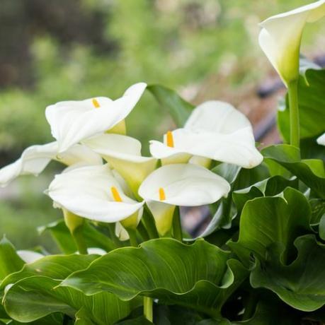 plantas tropicales alumbre lirio, zantedeschia