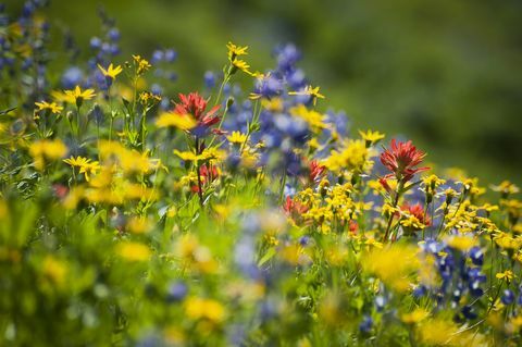 flores silvestres