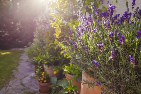 Plantas en macetas en frente de la casa, lavanda