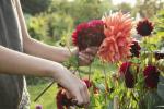 Chelsea Flower Show 2020: Jardín RHS para la amistad, la soledad