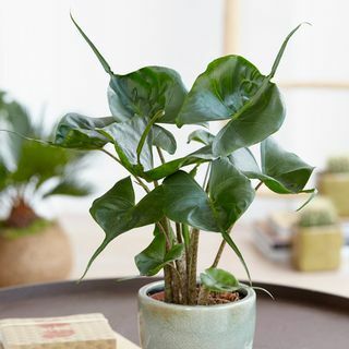 Planta de oreja de elefante grande 'Stingray' de 40 cm | Alocasia Macrorrhiza | Maceta de 12 cm | Por teoría vegetal