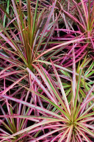 madagascar drago dracaena marginata tricolor cerrar