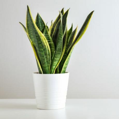 Planta de sansevieria en maceta sobre mesa blanca