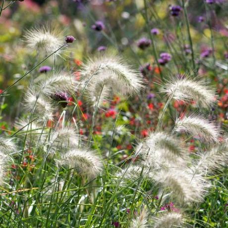 hierba ornamental, hierba de plumas, pennisetum villosum,