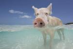 Famosos cerdos nadadores en las Bahamas fueron encontrados muertos después de que los turistas les dieron alcohol