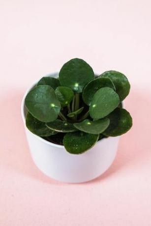 Pilea Peperomioides, maceta de 2 pulgadas