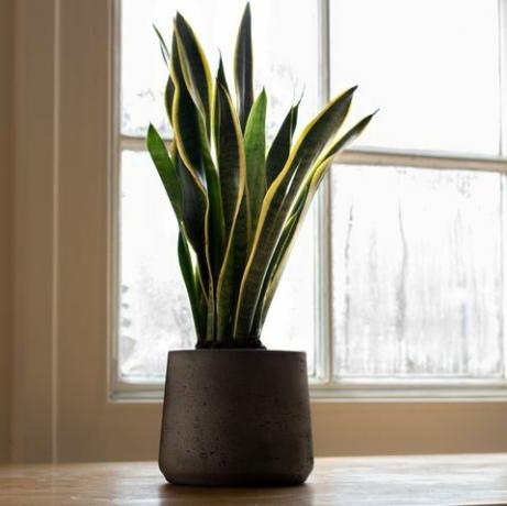 planta de serpiente junto a una ventana, en un interior bellamente diseñado