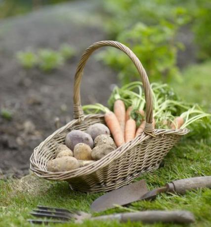 Cesta de verduras en el jardín.