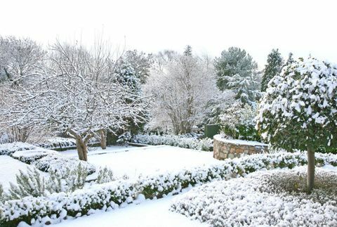 Jardín de invierno con nieve