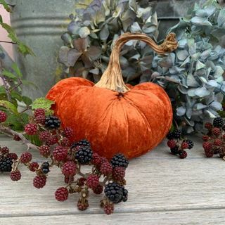 Calabaza de terciopelo