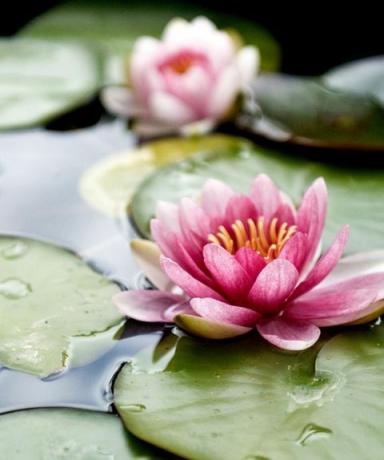 flores de loto flotando en el agua