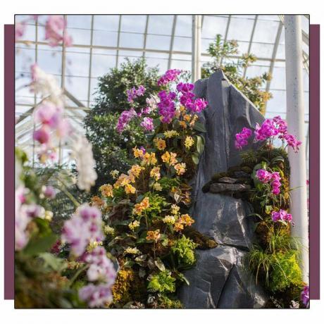 orquídeas en el botánico de brooklyn