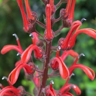 Tabaco del Diablo (Lobelia Tupa)