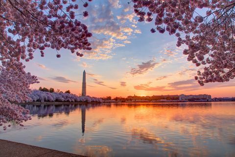 Cerezos y paisaje urbano al amanecer, Washington DC, Columbia, EE.UU.