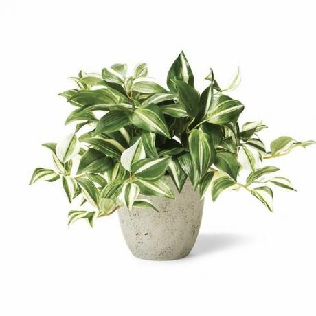 Planta Exterior Tradescantia Zebrina