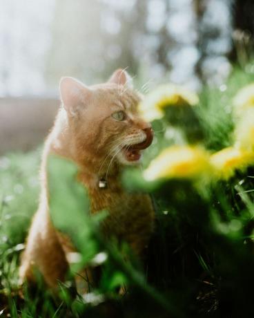 un gato disfrutando de la puesta de sol