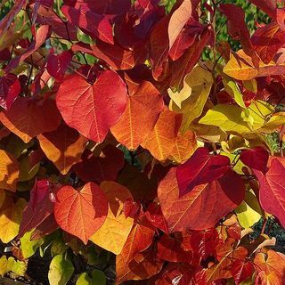 Cercis 'Eternal Flame' Judas Tree