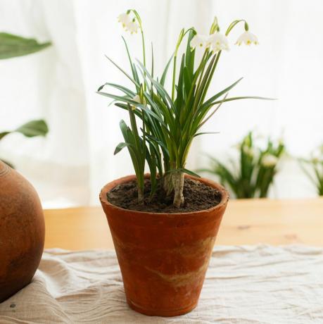 flores de primavera que crecen en macetas de arcilla sobre una mesa rústica de madera con tela de lino en el fondo de la ventana en la habitación bodegón rural hola primavera jardinería y botánica primeras flores primavera copo de nieve