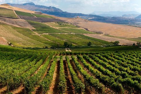 Bodegas Planeta. Sambuca di Sicilia. Wine Estate dell'Ulmo. Sicilia. Italia. Europa