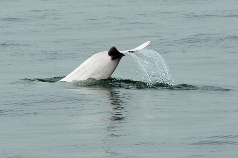 hong kong conservación medio ambiente animal delfín