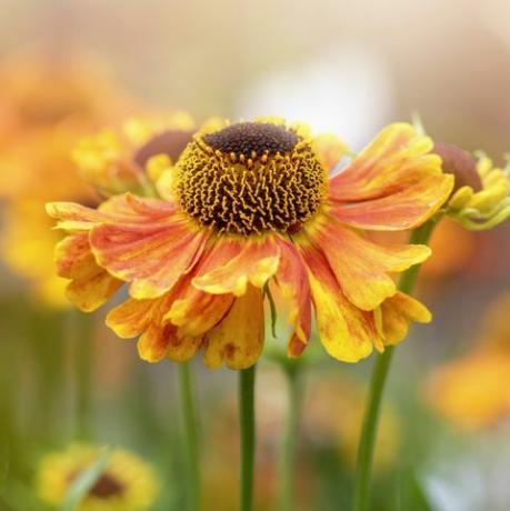 Hermosa floración de verano, flores de helenium naranja también conocidas como sneezeweed común, falso girasol, flor de helen, estrella amarilla