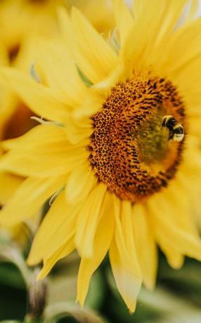 Hermoso campo de girasol en el Reino Unido abeja trabajadora recolectando polen