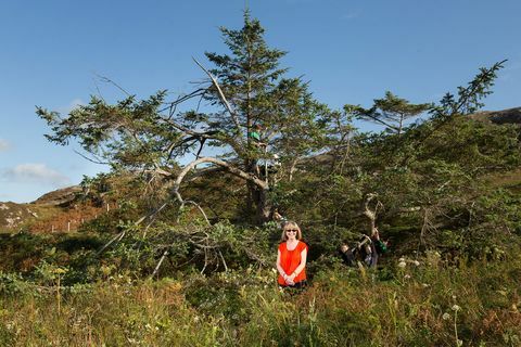 Premios del árbol del año