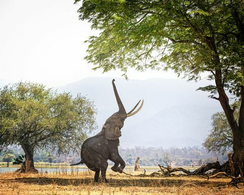 Elefante africano Boswell en dos pies en Mana Pools, Zimbabwe