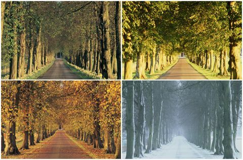 hermosos paisajes de otoño: camino rural, inglaterra