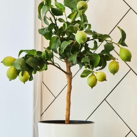 un limonero con frutos de limón verde que crecen en una maceta de plantas de interior