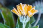 La primavera se está volviendo más cálida, pero las heladas aún pueden representar una amenaza para los jardines, advierte Met Office