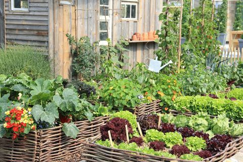 Serie de verduras en un jardín en diferentes colores.