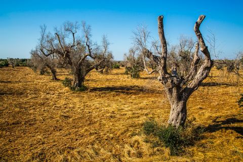 Olivos atacados por xylella fastidiosa