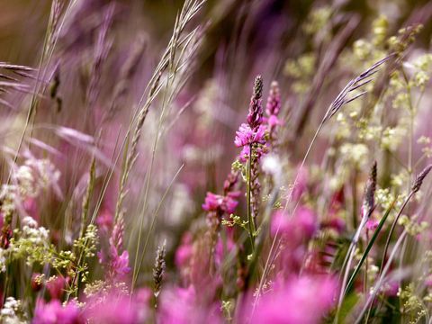 fotógrafo de jardín del año