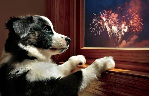 Perro en la ventana en Bonfire Night