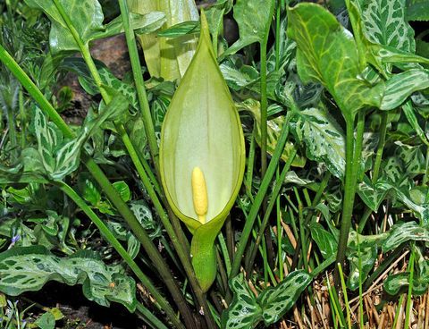 jardín venenoso: arum maculatum